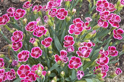 Carnation Varieties Planting Sowing And Advice On Caring For It