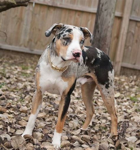 Catahoula Catahoula Leopard Dog Louisiana Catahoula Leopard Dog