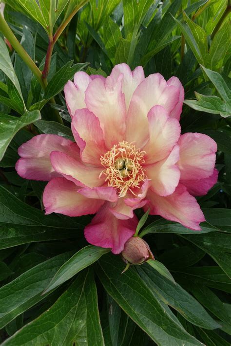 Itoh Peony Julia Rose Green Works Specialist In Peonies