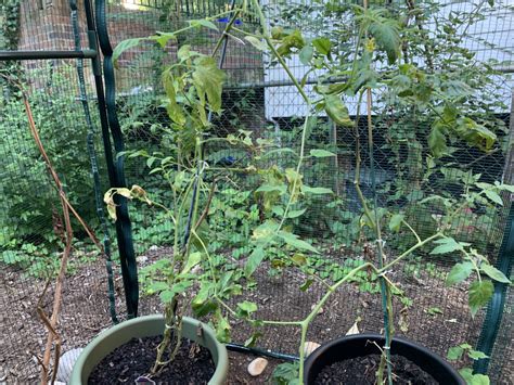 Why Are Tomato Plants Suddenly Turning Brown And Wilting