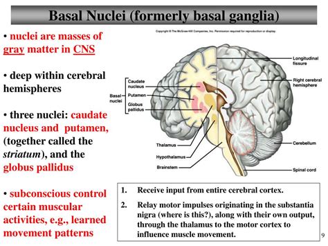 PPT - The Central Nervous System Brain II Cranial Nerves PowerPoint