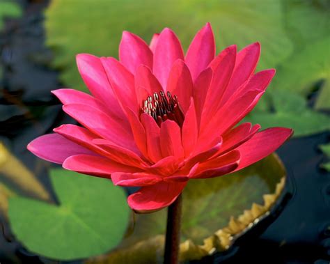 Water Lilies Amazing Flowers Beautiful Flowers Pond Water Features