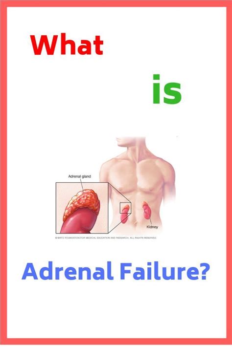Pin On Adrenal Support