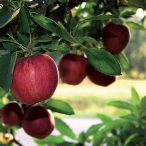 Biotin is often recommended in the diets of people suffering hair loss as it promotes hair growth, strength and thickness. New Nordic Hair Volume Tablets | Biopectin Apple Extract ...