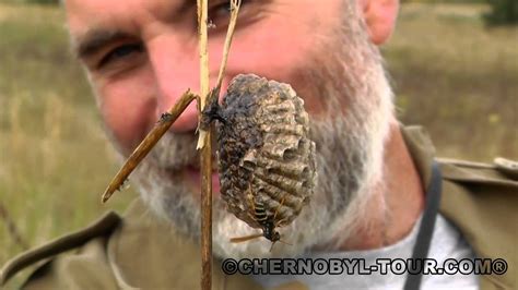 Дед отшельник живёт 33 года в чернобыле один. Чернобыль мутанты 2013, chernobyl mutations, ЧАЭС оса ...