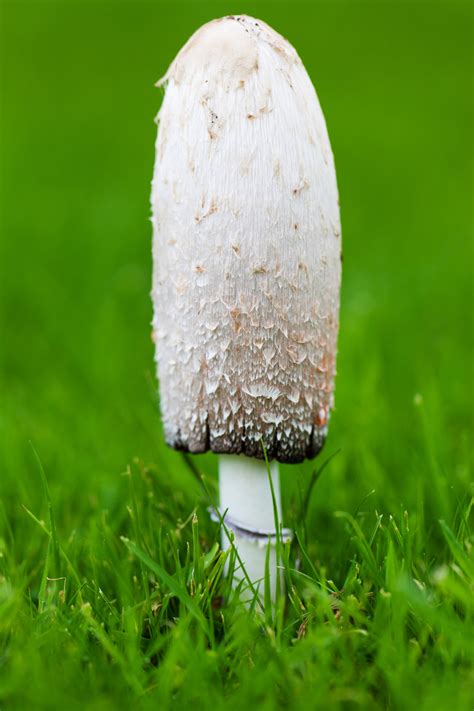 Mushroom On Grass Free Stock Photo Public Domain Pictures