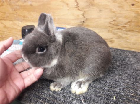 "Netherland Dwarf rabbit" Rabbits For Sale | Winter Haven, FL #223371