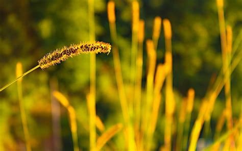 Yellow And Black Leaf Plant Nature Spikelets Blurred Macro Hd