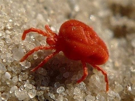 Camel spiders are normally passive, and you should do everything possible to keep them that way. What are the tiny red bugs I see on concrete all the time ...