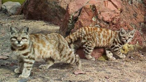 The geographic range and distribution of chinese mountain cat felis bieti is not well known. Fantastic Little-Known Felines Andean Mountain Cat ...