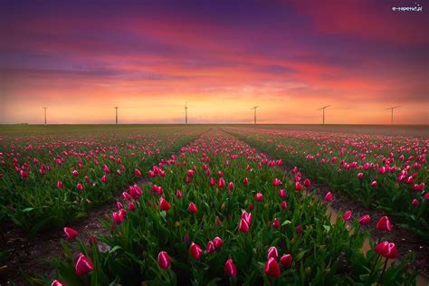 Tulipany Keukenhof Holandia Pole Zachód Słońca Wiatraki