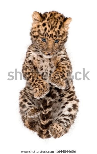 Amur Leopard Cub Panthera Pardus Orientalis Stock Photo 1644844606