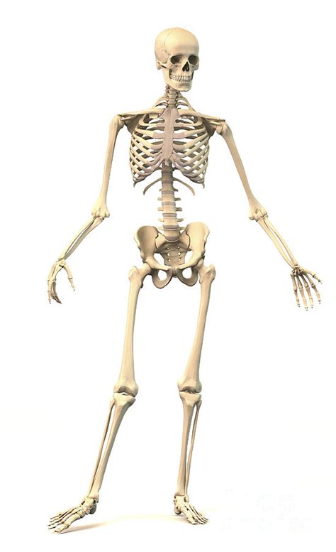 Male Human Skeleton In Dynamic Posture Digital Art By Leonello Calvetti