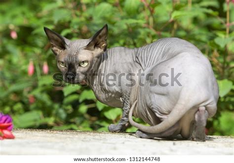 Nude Cat Sphynx Stock Photo 1312144748 Shutterstock