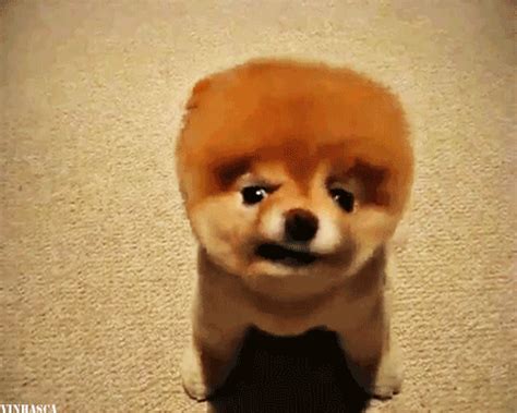 Cute Dog  Wiffle