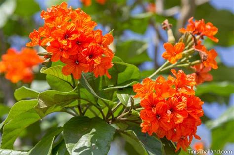 It is covered with brilliant deep orange/red blooms most of the year & one can hardly contain a gasp when one spies it. Orange Geiger Tree Install Price - Naples Garden ...