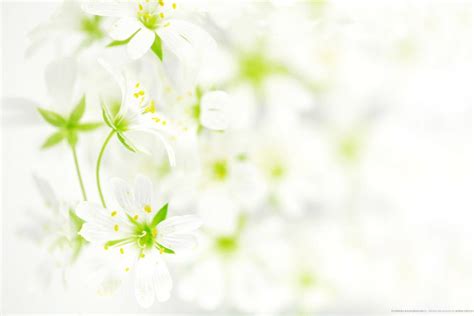 Funeral Flowers Wallpapers Top Free Funeral Flowers Backgrounds