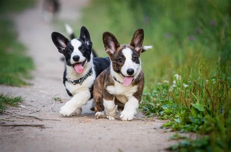 2,188 likes · 134 talking about this. Information About the Welsh Corgi-Labrador Retriever Mix ...