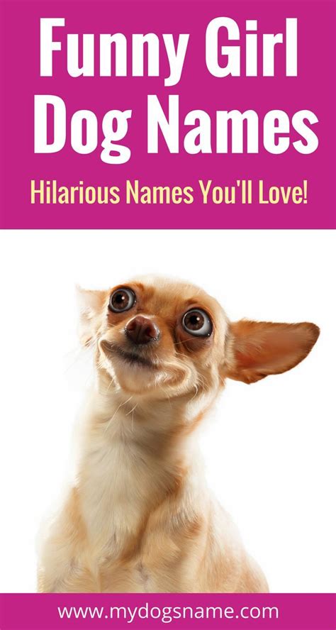 When creating this bulldog names page we soon realized that offering just any names won't do. Names | Girl dog names, Funny girl dog names, Pet names ...