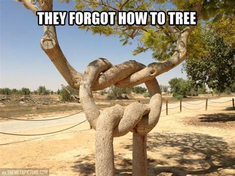 Entangled Trees Everything Funny Funny Pictures Funny Captions