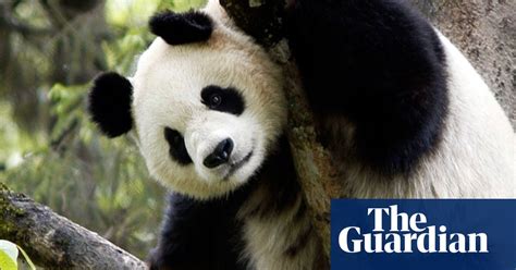 Yes We Have More Pandas Science The Guardian