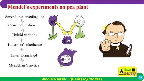 Xii Ch Classical Genetics Mendel S Experiments Youtube