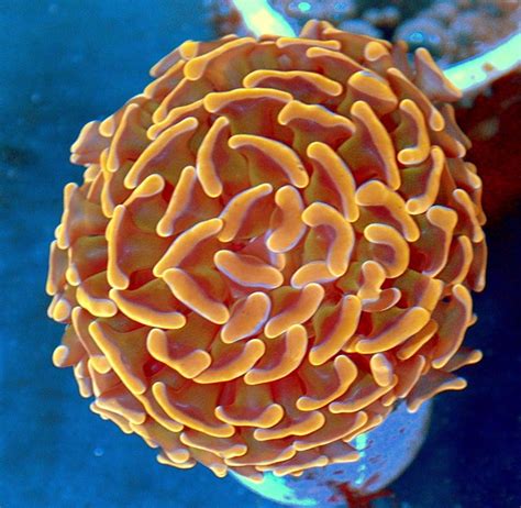 3x3 Florescent Orange Hammer Coral Corals For Sale Coral Florescent