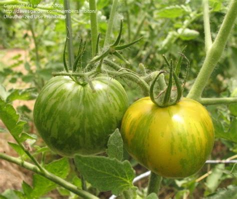 I've been growing green zebra tomatoes for a number of years, because the flavor is excellent and they usually produce a good crop here. PlantFiles Pictures: Tomato 'Green Zebra' (Lycopersicon ...