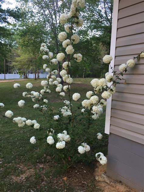 Not a remastered 2018 version. Help me fix my Snowball Bush : landscaping
