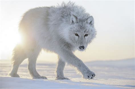 Polarwolf In Der Arktis Polarwolf Arktischer Wolf Wolf Hunde