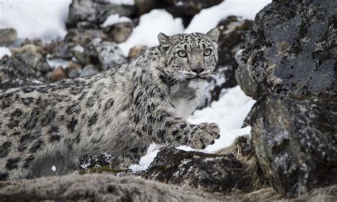 Nepal Successfully Collars Four Snow Leopards In Four Years Stories Wwf