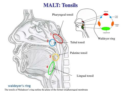Ppt Lymphatic Organs Thymustonsils And Malt Powerpoint Presentation