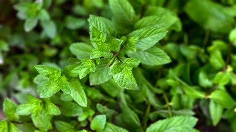The Absolute Best Ways To Keep Mint Fresh