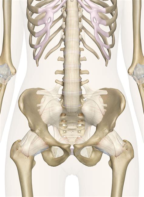 The Bones Of The Pelvis And Lower Back 3d Anatomy Model