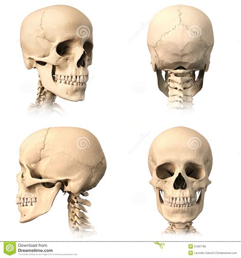 A lateral (side) view of the human skull a typical reptilian skull: Human skull, four views. stock illustration. Illustration ...