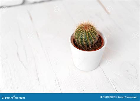 Round Cactus In White Pot On White Wooden Table Stock Photo Image Of