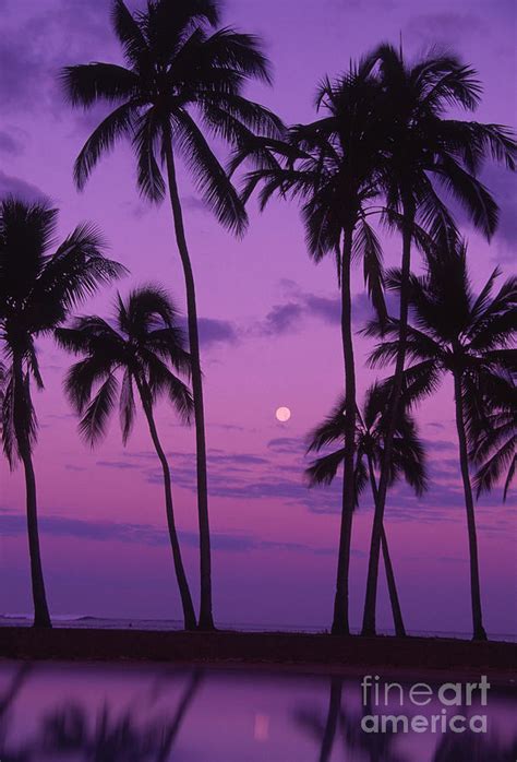 Palm Tree And Moon Photograph By Ron Dahlquist Printscapes