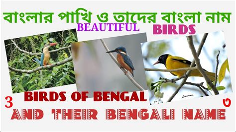 Some Beautiful Birds Of Bengal With Their Bengali Name পশ্চিমবঙ্গের