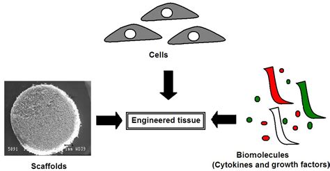Materials Special Issue Advances In Bio Inspired Materials