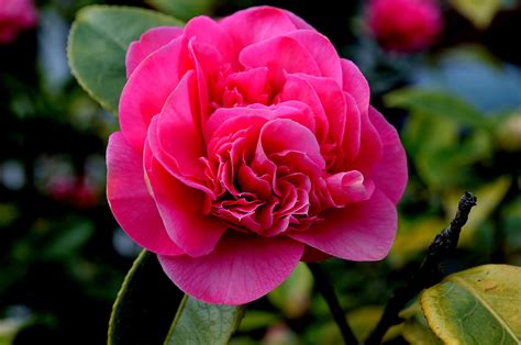 273 best flowers images on pinterest. Nice Flower Free Stock Photo - Public Domain Pictures