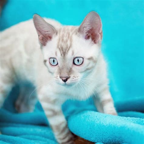 She would follow me everywhere and talk to me. Bengal Kittens & Cats for Sale Near Me en 2020