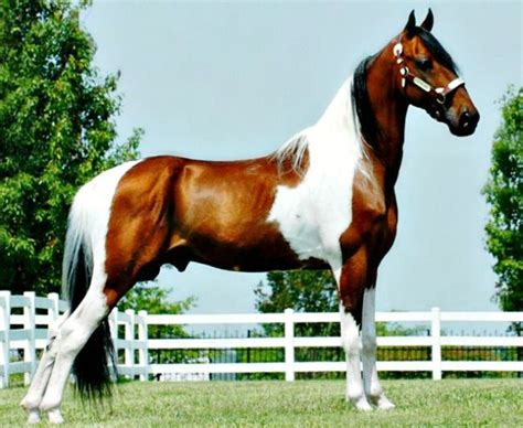 Spotted Saddle Horse Breed Information History Videos Pictures
