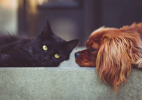 10 Ways To Help Your Dog And Cat Become Bffs Katzenworld