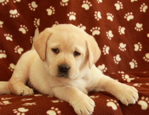 Labrador Retriever Puppies For Sale Gap Pa 273647