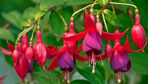 Por eso, muchos optan por convertir su terraza en una pequeña selva que además de servir como decoración vegetal. Plantas Colgantes De Exterior Para Decorar Balcones Y ...