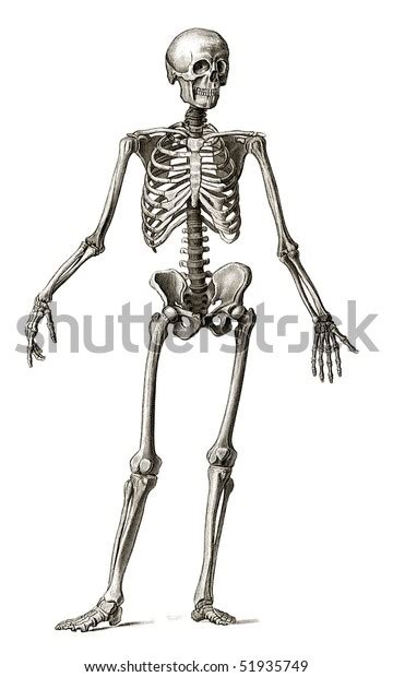 Old Engraving Illustration Of Human Skeleton Front View Lots Of Details