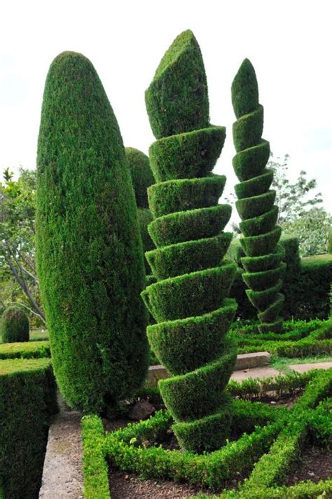 53 Stunning Topiary Trees Gardens Plants And Other Shapes Outdoor