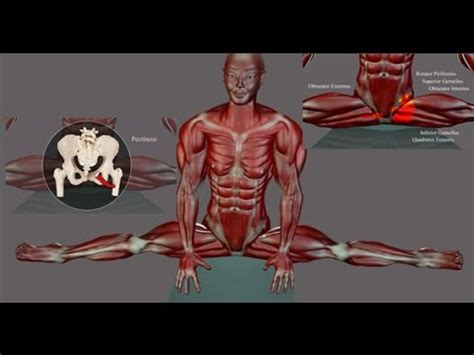 The text is by sir alfred fripp and ralph thompson, and the drawings are by innes fripp. Side Splits Straddle Stretching Anatomy EasyFlexibility ...