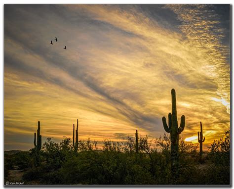 New users enjoy 60% off. Sunset near Phoenix, Arizona | Sunset, Planting bulbs ...