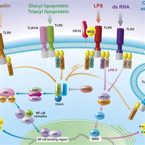 Simplified Diagram Of Some Toll Like Receptor Tlr Signaling Pathways Download Scientific